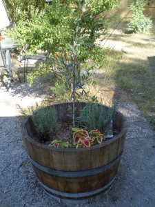 Wine Barrel after planting